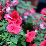 Noclegi16 Bed & Breakfast Boleslawiec (Lower Silesia)