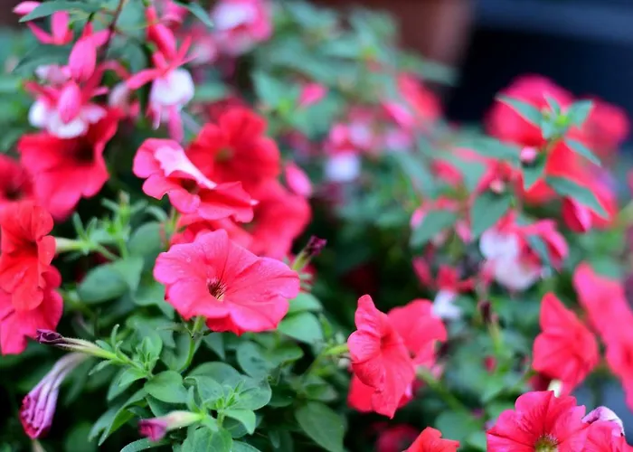 Noclegi16 فندق مبيت وإفطار بوليسلافيتش